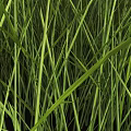 Herbaceous Crops With Central Light Brown And Surrounding Green Grass