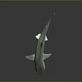 Grayish Blue Shark Model With Lifelike Details On Dark Reflective Background