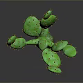 Natural Green Cactus With Branching Stems Yellow Spines And Dark Background Shadow