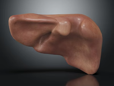 Human Liver Organ 3D Model With Textured Brown Surface And Hair Like Structures 3d model