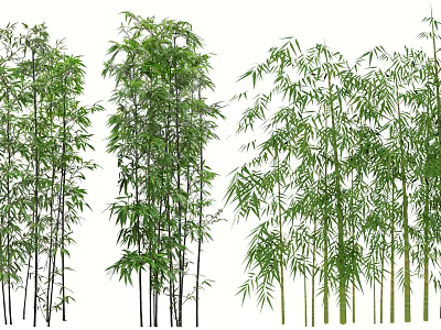 Diverse Bamboo Varieties Showcasing Green Foliage and Slender Stems 3d model