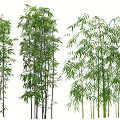 Diverse Bamboo Varieties Showcasing Green Foliage and Slender Stems