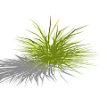 Fresh Green Grass With Slender Leaves Growing In Clump On White Background And Soft Shadow