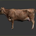 Full Body Brown Cow Standing On Reflective Floor With Gray Background
