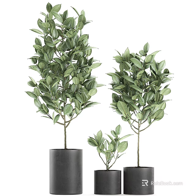 Leafy Green Garden Decorative Plants In Black Pots For Home Decoration 3d model 