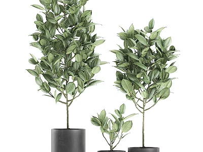 Leafy Green Garden Decorative Plants In Black Pots For Home Decoration 3d model