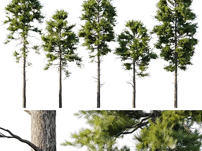 Tall Arbor Trees With Lush Green Foliage And Textured Trunks In Natural Setting 3d model