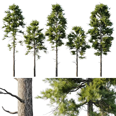 Modern pine pine 3d model