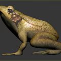Frog Poison Frog Game Frog Reptile Cold Blooded Animal Reptile 3d model