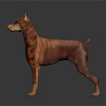 Alert Doberman Standing With Reddish Brown Coat On Dark Gray Reflective Floor