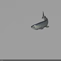 Spotted Aquatic Fish Shown In Different Angles With Detailed Features And Realistic Model