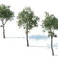 Three Arbor Trees With Straight Trunks And Various Canopy Shapes On White Background With Shadows 3d model