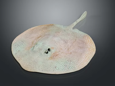 Stingray With Flat Circular Body Light And Dark Spots And Long Slender Tail 3d model