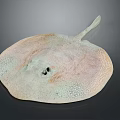 Stingray With Flat Circular Body Light And Dark Spots And Long Slender Tail 3d model
