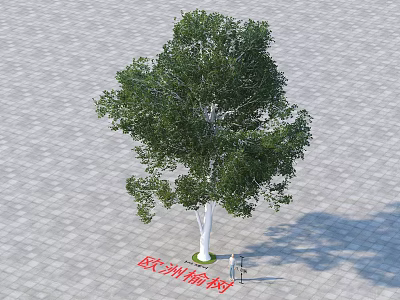 European Elm Tree With White Trunk And Lush Green Leaves In Outdoor Paved Area 3d model