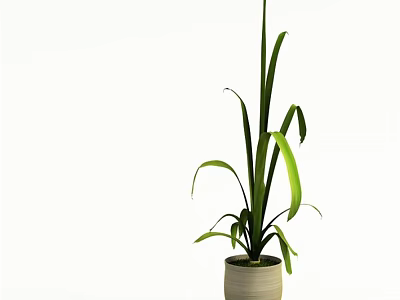 Bonsai Potted Plant With Green Long Leaves In Light Colored Pot For Indoor Decoration 3d model
