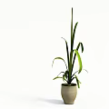 Bonsai Potted Plant With Green Long Leaves In Light Colored Pot For Indoor Decoration