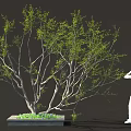 Lush Green Tree With Multiple Branches Square Base And Human Figure 3d model