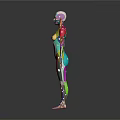 Colorful Human Anatomy Model Medical Device For Body System Visualization In Education