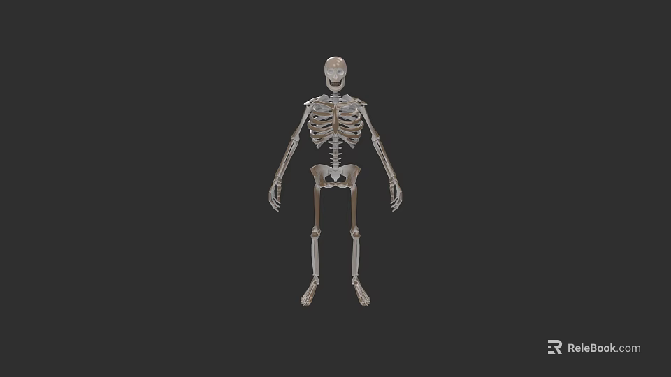 Human Skeleton 3D Model in Standing Pose Against Black Background 3d model 