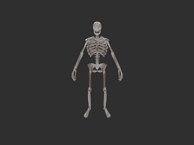 Human Skeleton 3D Model in Standing Pose Against Black Background 3d model