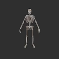 Human Skeleton 3D Model in Standing Pose Against Black Background 3d model