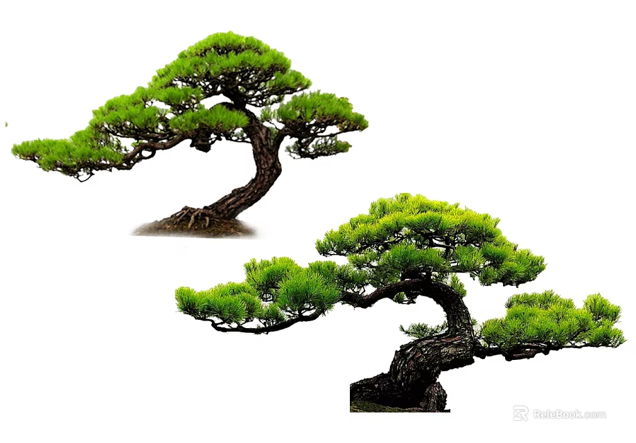 Bonsai Pine Trees with Curved Trunks and Lush Green Foliage as Decorative Plants 3d model 