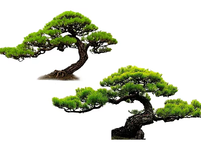 Bonsai Pine Trees with Curved Trunks and Lush Green Foliage as Decorative Plants 3d model