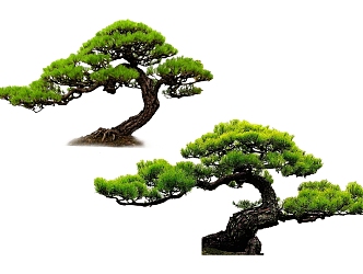 Pohan pine, black pine, modeling pine, modeling tree, ornamental tree, landscape tree, shrub plant 3d model