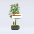 Potted Bamboo Plant With Slender Green Stalks In Gray Ceramic Pot With Moss