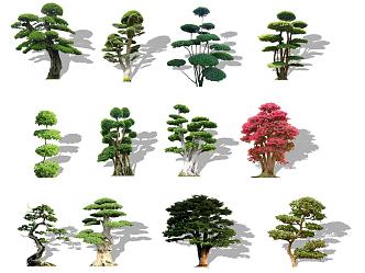 Landscape Tree Modeling Pine Luo Han Pine Black Pine Oil Pine Ornamental Tree Shear Tree Modeling White Wax Old Pile Tree Color Leaf Tree 3d model