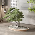 Bonsai Pine Plant In Oval Wooden Pot For Modern Interior Decoration