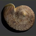 Organ And Hair Like Features On Striped Shell With Smooth Textured Surface