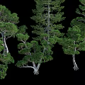 Various Evergreen Arbor Trees With Different Trunk Shapes And Lush Green Foliage