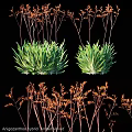 Decorative Plant Ornament Set With Green Leafy Plants And Orange Dried Branches