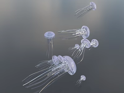 Multiple Transparent Jellyfish Of Various Sizes Floating In Water As Marine Aquatic Animals 3d model