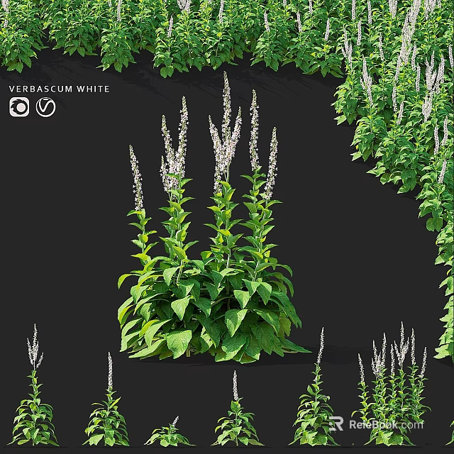 Garden Accent Featuring Verbascum White With Green Leaves And White Flowers 3d model 