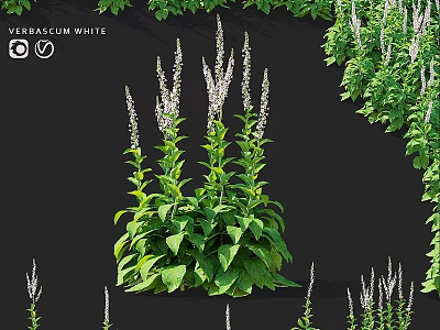 Garden Accent Featuring Verbascum White With Green Leaves And White Flowers 3d model