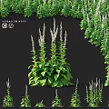 Garden Accent Featuring Verbascum White With Green Leaves And White Flowers