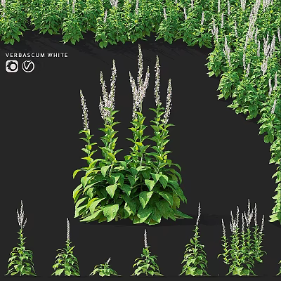 Garden Accent Featuring Verbascum White With Green Leaves And White Flowers 3d model