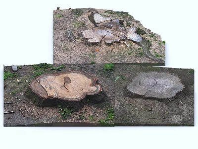 Cut Arbor Tree Stump with Exposed Roots and Green Grass on Soil Ground 3d model Cut Arbor Tree Stump with Exposed Roots and Green Grass on Soil Ground 3d model