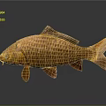 Orange Carp Aquatic Animal With Detailed Scales And Shiny Skin Texture