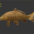 Modern carp freshwater fish marine fish 3d model