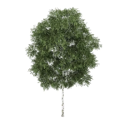Lush Green Tree With White Trunk And Dense Foliage In Natural Setting 3d model