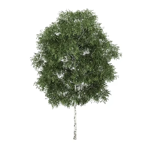 elm tree outdoor landscape tree plant trees 3d model