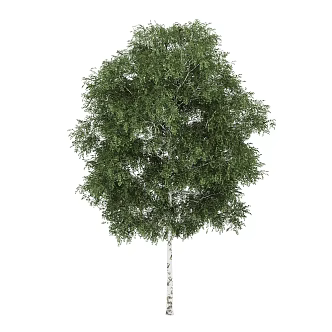 elm tree outdoor landscape tree plant trees 3d model
