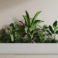 Various Lush Green Potted Plants In Long White Planter For Home Decoration