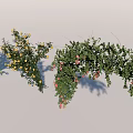 Various Types of Green Vines With Leaves and Yellow Flowers for Home and Garden Decoration