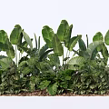 Lush Green Plant Combination With Various Large Leaves And Layered Foliage