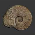 Natural Stone Ammonite Fossil Sculpture With Intricate Spiral Patterns And Textured Surface
